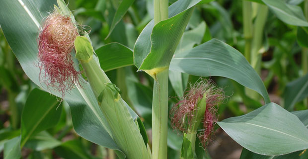 ADM wins Korean approval for GrainCorp deal, needs China